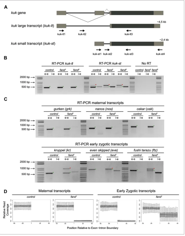 Figure 2. Splicing of early zygotic but not maternally encoded pre-mRNAs is affected in fandango mutants