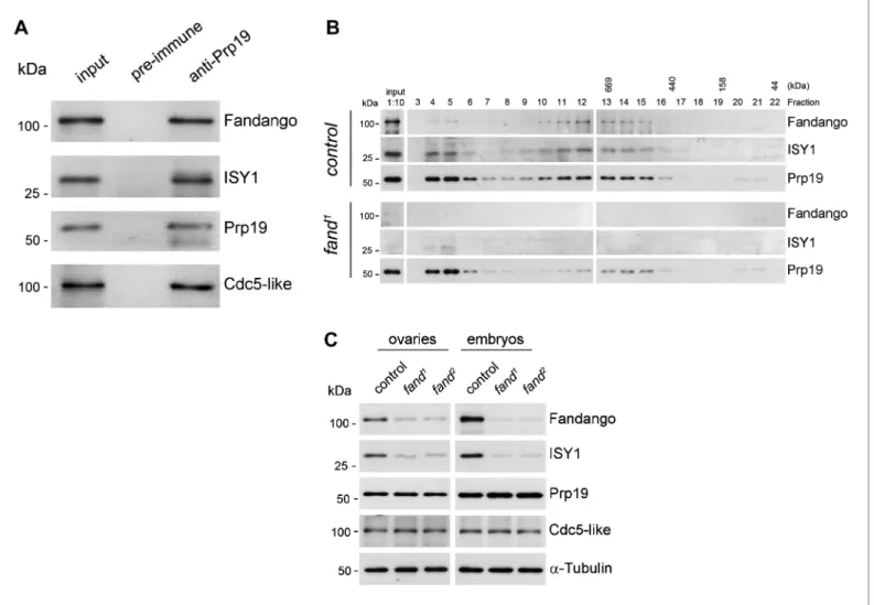 Figure 3. Fandango physically interacts with a similar group of splicing proteins during oogenesis and embryogenesis