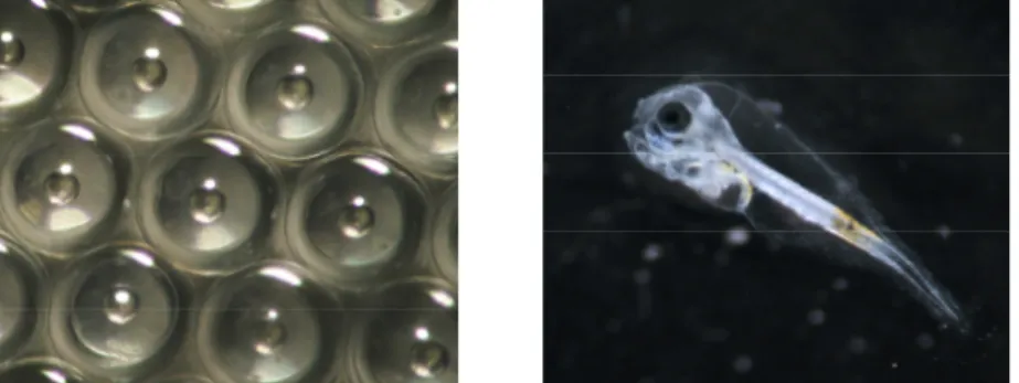 Figura  1:  Ovos fecundados  e  larva  de  dourada  (4  DAE)  apta  a  alimentação  exógena  (fotografias: Patrícia Diogo).