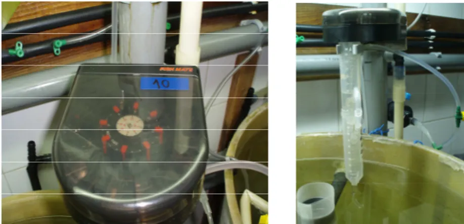 Figura 4: Alimentador automático com as 8 refeições diárias programadas; método de  hidratação da microdieta com tubos “falcon”