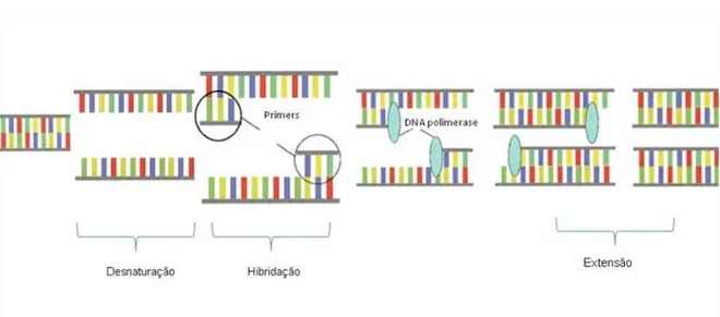 Figura  6  -  Principio  básico  do  PCR.  Um  ciclo  de  PCR  consiste  em  três  fases: 