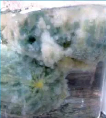Figura 1 – Fungos da linhagem Aspergillus niger AN400 em crescimento  sobre a manta de polipropileno, acondicionada em redes de polietileno,  utilizada como material suporte no reator de escoamento contínuo.