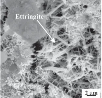 Figure 3: SEM micrograph of ettringite crystals in SM mortar after 14-day aging period.