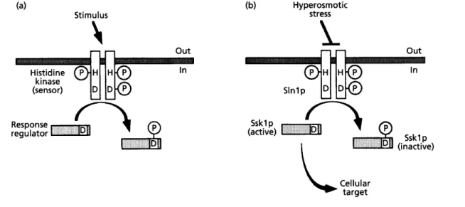 Fig.  1. Two-component systems.  (a)  Two-component systems  consist  of  a  'sensor'  and  a  'response  regulator'