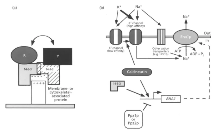 Fig.  3.  Possible function  of the  14-3-3 proteins. (a)  14-3-3 proteins as  'adaptors'