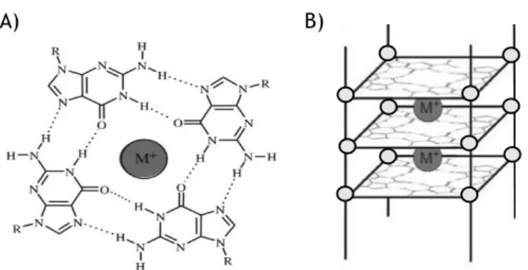 Figure 2 – A) The structure of a G-quartet arrangement with hydrogen Hogsteen bonds and monovalent  cation in center of cavity
