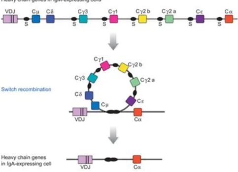 Figure 4 – Diagram of Class Switch Recombination from IgM to IgA (CSR). The murine heavy chain locus is  shown before and after recombination from µ to α, which results in expression of IgA antibodies