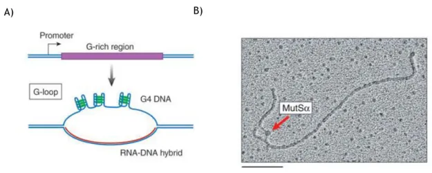 Figure  5  -  G-loop  formed  in  a  transcribed  G-rich  region  and  bond  of  MutSα  to  G4  structure