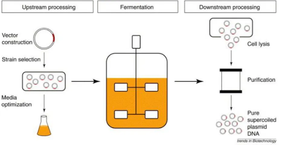 Figure  10  -  The  three  stages  of  sc  pDNA  development  process.  The  upstream,  fermentation  and  downstream processing