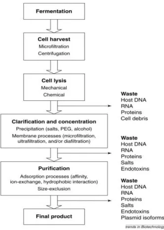 Figure 11 - Process flow sheet for the purification of sc pDNA. Each step of the process is a unit operation  that can be improved