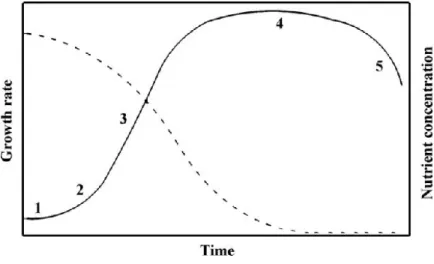 Figura 2 - Curva de crescimento de uma cultura microalgal em reactor batch (linha a cheio) e  decréscimo de nutrientes (linha tracejada)  [1] 