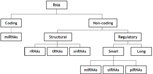 Figure 1 - Organogram highlighting the different classes and subclasses of the known RNAs, according to  their function within eukaryotic cells