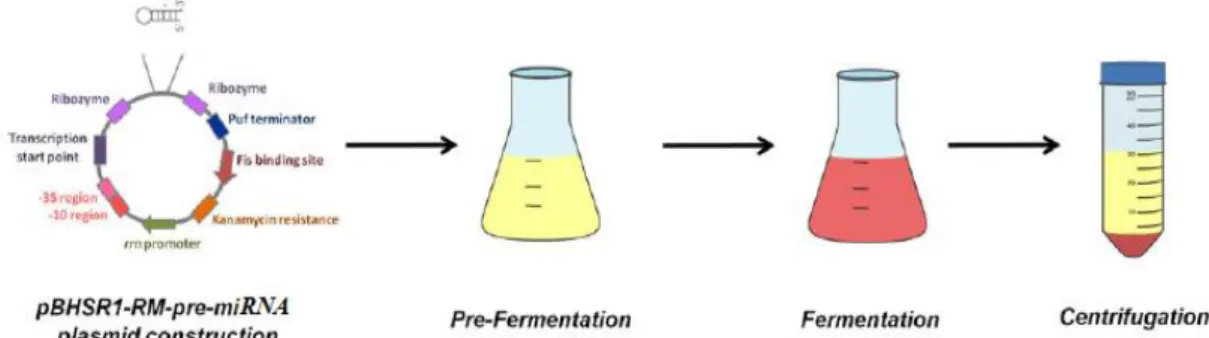 Figure 6 - Schematic of the upstream process, starting with the construction of the vector (plasmid with  the DNA sequence for pre-miRNA-149) and the E