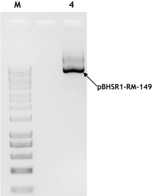 Figure 13 - Agarose gel electrophoresis (1%) of the sample obtained after using the NZYMiniprep kit