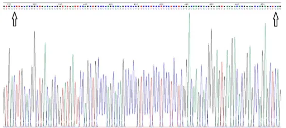 Figure 15 - Growth profile of transformed E. coli DH5α.