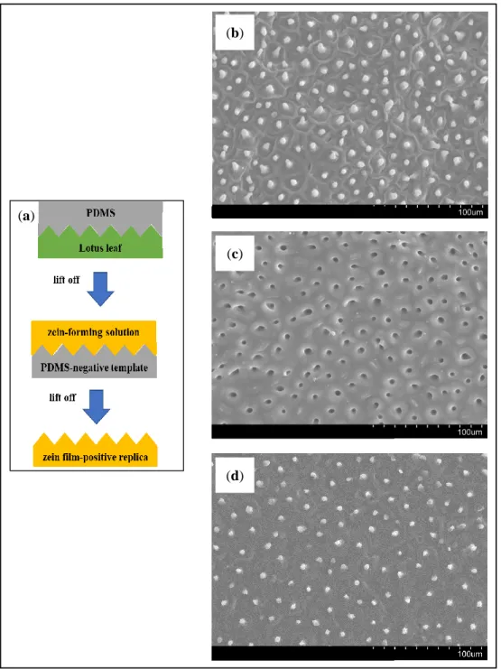 Figure 1. Flowchart for negative template fabrication and films preparation (a). SEM images of lotus  leaf surface (b), PDMS-negative template (c), and zein film-positive replica (d)