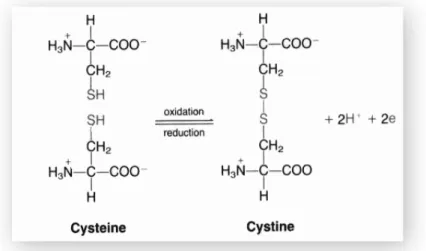 Figura  4-  Formação  de  Cistina.  Ligação  entre  moléculas  de  Cisteína  por  ligações  dissulfureto  (S-S)  (adaptado de [26 ])