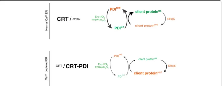 Figure 8 Schematic of the effects of lumenal calcium depletion on availability of PDI1A to fuel client protein oxidation in the ER
