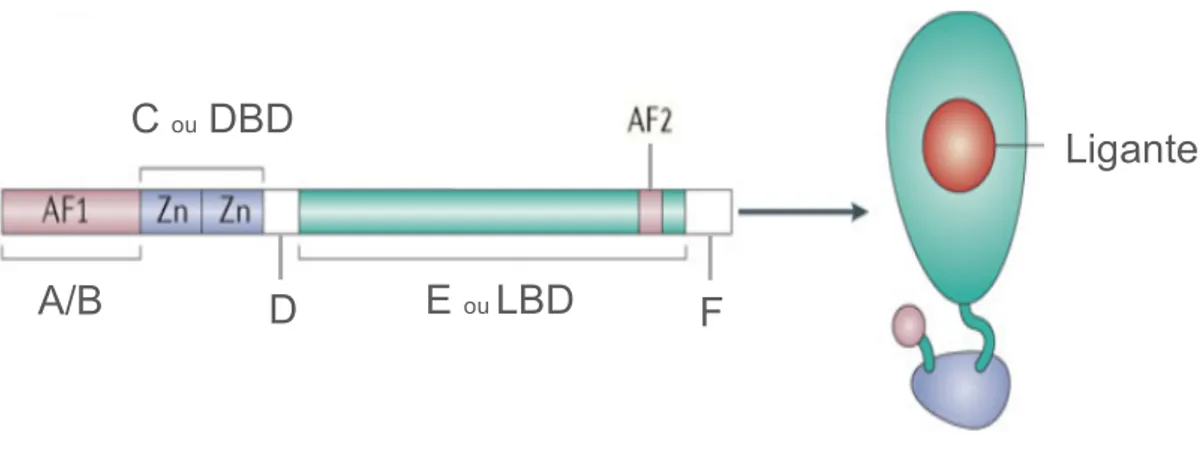 Figura  1.  Estrutura  dos  receptores  nucleares.  A  maioria  dos  membros  da  superfamília  dos  receptores nucleares possui uma estrutura comum composta por um domínio amino terminal A/B que  possui uma função de ativação 1 (Activation Function 1 - AF