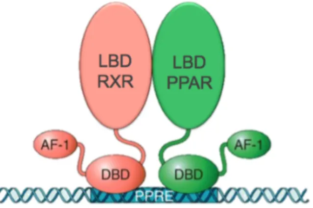 Figura 2. Heterodímero PPAR-RXR ligado ao PPRE. Os PPARs formam heterodímeros com o RXR  e  se  ligam  a  sequências  específicas  de  DNA  no  promotor  dos  seus  genes  alvo,  denominadas  elementos responsivos aos proliferado peroxissomais (PPRE)
