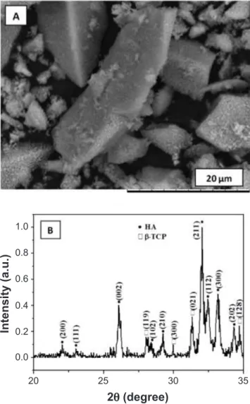 Figure  1:  SEM  micrograph  showing  the  morphology  of  the  particles (A), and X-ray diffraction pattern (B) of the HA powder  after calcination at 900  °C.