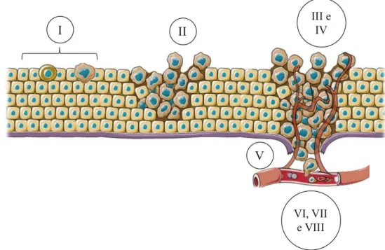 Figura  3.  Processo  de  carcinogênese.  I)  diferenciação  de  uma  célula  normal  em  malígna,  II)  crescimento  seletivo e avanço da proliferação celular, III) favorecimento do desenvolvimento do tumor a partir da promoção  de  alterações  locais  pe