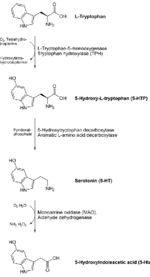 Figura  4.  Síntese  da  serotonina  e  seu  metabólito,  5-HIAA  a  partir  do  L-triptofano