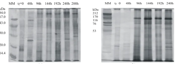 Figure 1: SDS-PAGE electrophoresis of allergenic proteins from Dreschlera monoceras (15%