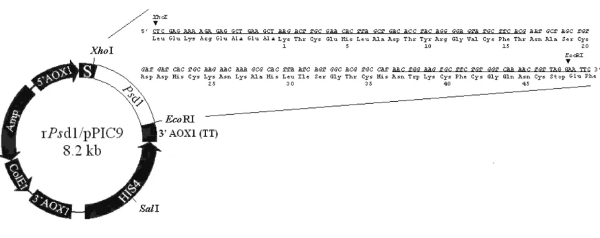 Figure 1: Expression vector used for production of recombinant Psd1 in Pichia pastoris