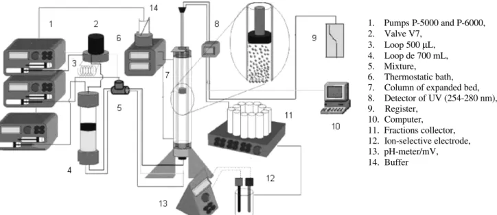 Figure 1: Experimental set-up used for the expanded-bed column experiments.  