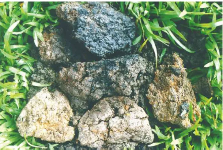 Figure 4: Appearance of the anaerobic sludge from the reactor before physicochemical pretreatment