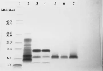 Figure 6: SDS-PAGE of the samples from a recombinant aprotinin recovery and purification process having   SP Sepharose Fast Flow as the second purification step
