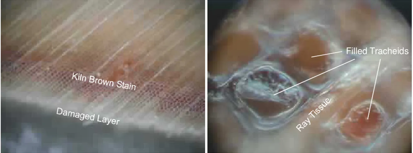 Figure 2: Light micrographs of the kiln brown stain layer viewed on a transverse section