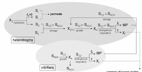 Figure 2: Metabolic pathways in the modified ASM3. 