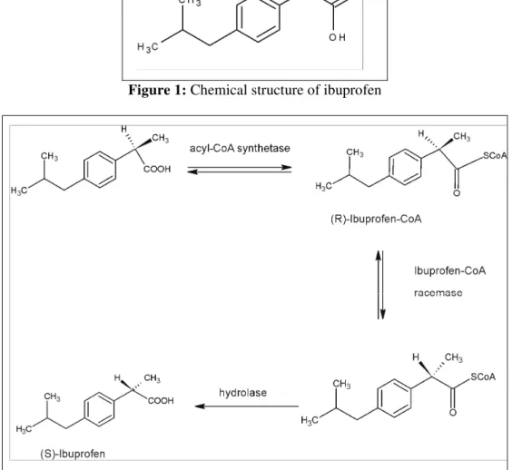 Figure 2: Mechanism of metabolic inversion of ibuprofen  
