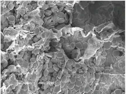 Figure 2: Starchy cellulosic structure in milled dried ginger by SEM 450 × .