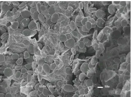 Figure 3: Starchy cellulosic structure in milled dried SFE ginger by SEM 550 × . 