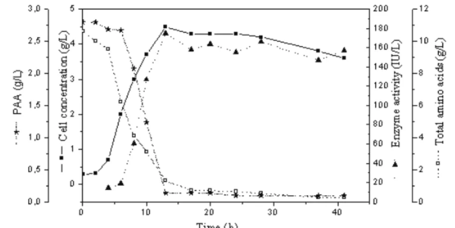 Figure 1: Cell concentration, enzyme activity, PAA concentration and total amino   acid concentration during the batch cultivation