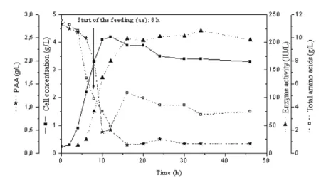 Figure 3: Cell concentration, enzyme activity, PAA concentration and total amino   acids concentration during the fed-batch cultivation (Experiment BA1)