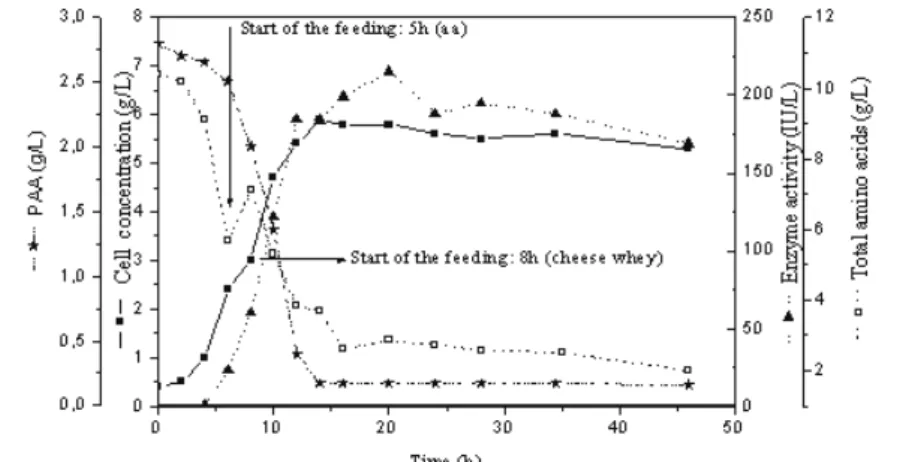 Figure 5: Cell concentration, enzyme activity, PAA concentration and total amino   acids concentration during the fed-batch cultivation (Experiment BA2)