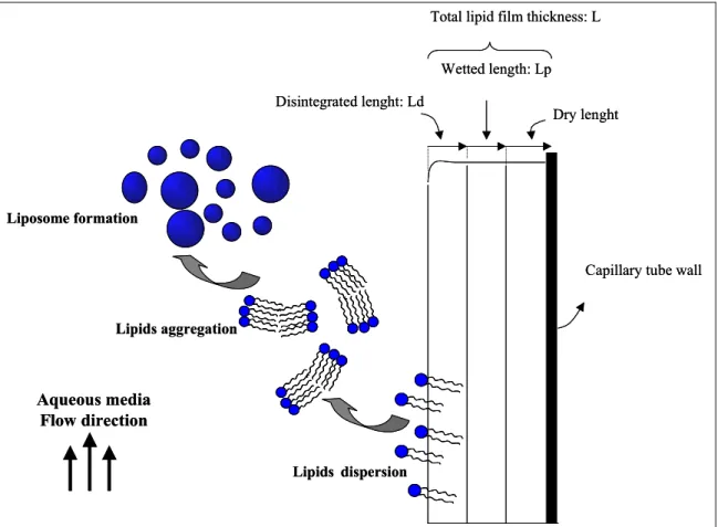 Figure 2: One-dimensional representation of liposome formation from a dried lipid film   at the inner of a capillary tube