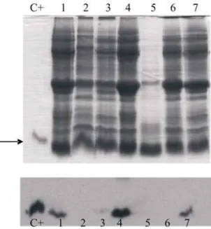Figure 1: Selection of water-based solvents: SDS-PAGE (15% gel) (top) and Western Blot (bottom) of  the extracts produced with different solvents