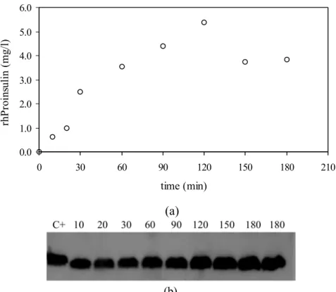 Figure 3: Kinetics of the extraction of rhProinsulin from transgenic corn endosperm. Conditions: 