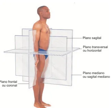 Fig.  7  –  Planos  anatómicos  distribuídos  pelo  corpo.  Na  figura  é  visível  a  posição  anatómica  do  individuo  e  ainda  os  quatros  planos  anatómicos  mais  utilizados  nas  descrições  escritas  ou  orais