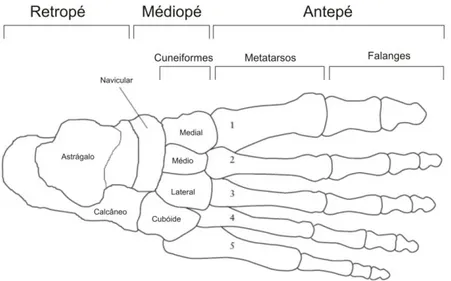 Fig. 12 – Regiões anatómicas do pé. Destaque para os ossos constituintes de cada área