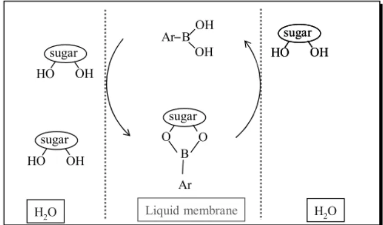 Figure 13: Most likely mechanism for sugar transport through liquid   membranes using boronic acids as carriers (Riggs and Smith, 1997)