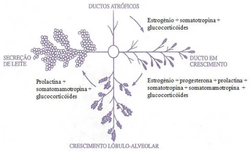 Figura  3  –  Hormonas  envolvidas  nas  modificações  estruturais  e  funcionais da glândula mamária (adaptado de Cunningham, 2004)