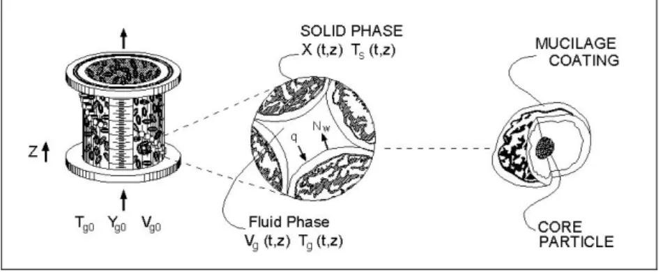 Figure 1: Sketch of the drying problem. 