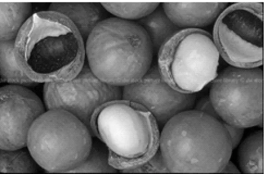 Figure 1: Illustration of Macadamia nuts 