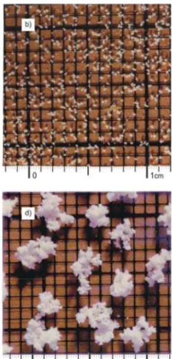 Figure 1: Phase of  growing granules -  porous-grained structure of milk a) “raw” milk powder; b) initiate  grained; c) and d)  porous-grained structure 